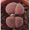 Dinterops Boysenberry - Seed